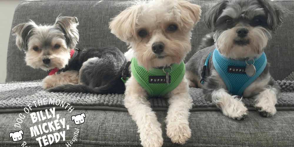Rainier Veterinary Hospital Dog of the Month, June 2018: Billy, Teddy, and Mickey
