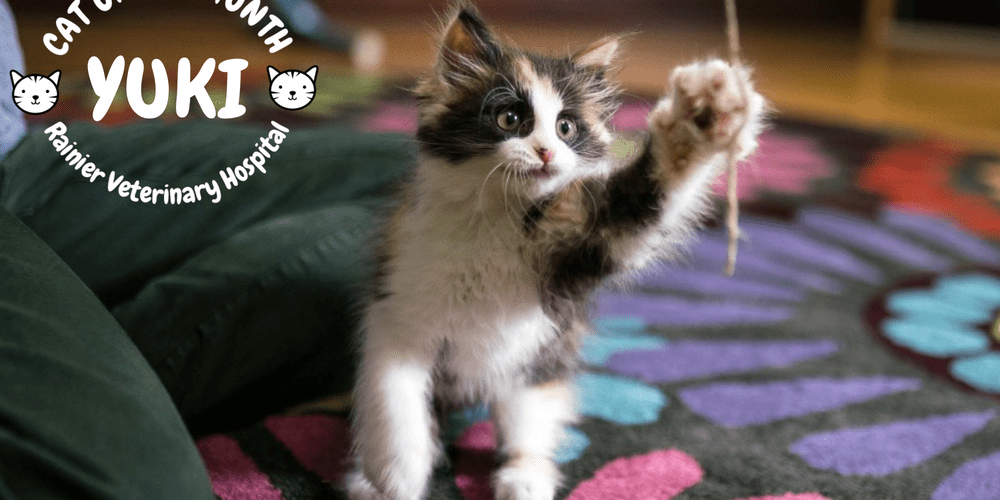 Rainier Veterinary Hospital Cats of the Month, August 2018: Yuki