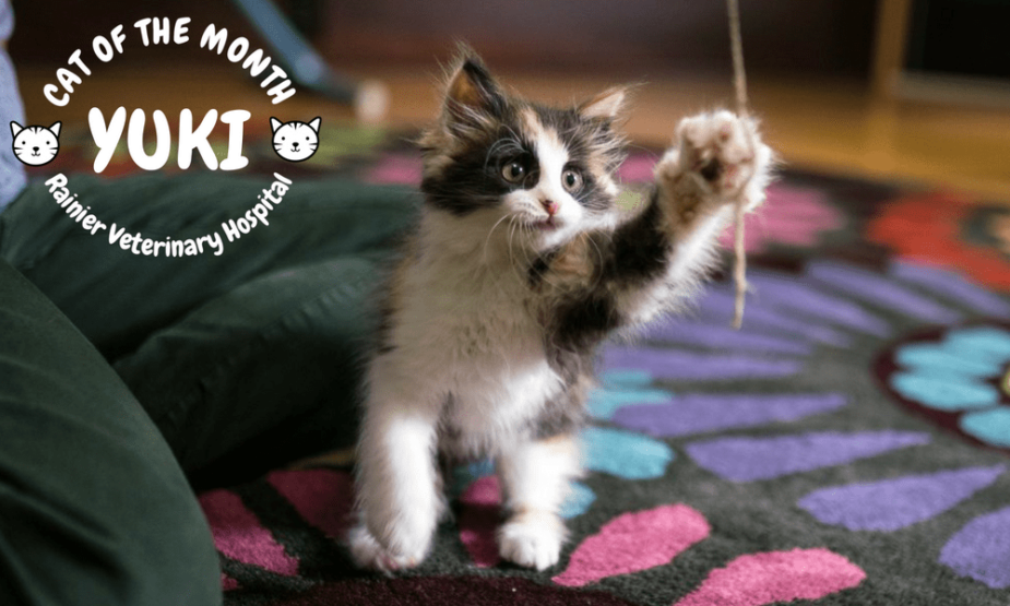 Rainier Veterinary Hospital Cats of the Month, August 2018: Yuki