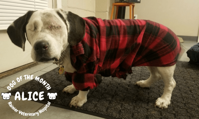 Rainier Veterinary Hospital Dog of the Month, August 2018: Alice