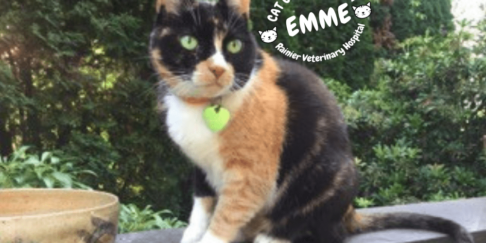 Rainier Veterinary Hospital Cats of the Month, November 2018: Emme