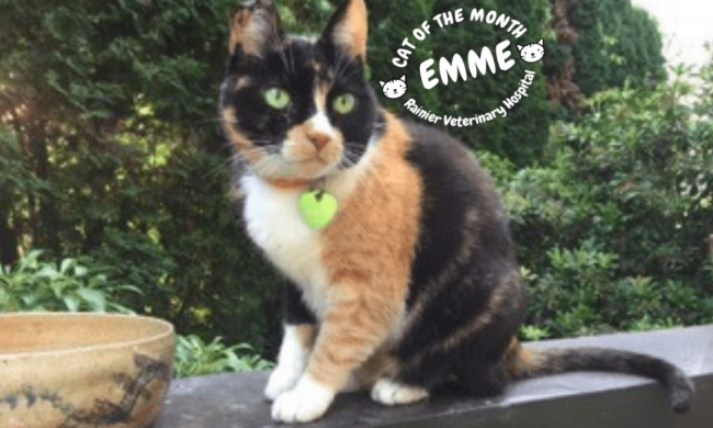 Rainier Veterinary Hospital Cats of the Month, November 2018: Emme