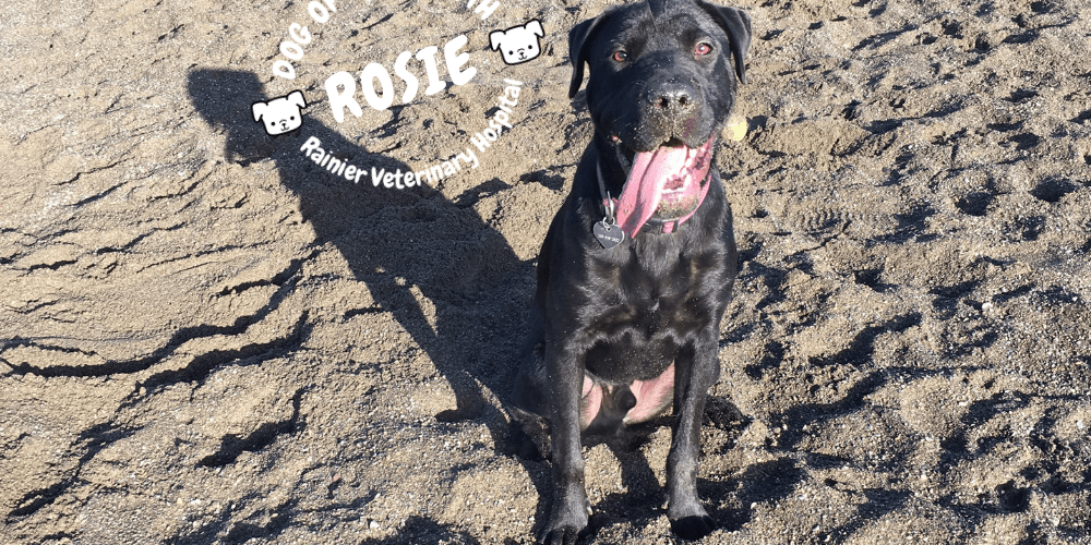 Rainier Veterinary Hospital Dog of the Month, November 2018: Rosie