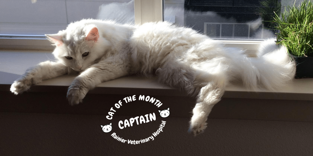 Rainier Veterinary Hospital Cats of the Month, December 2018: Captain
