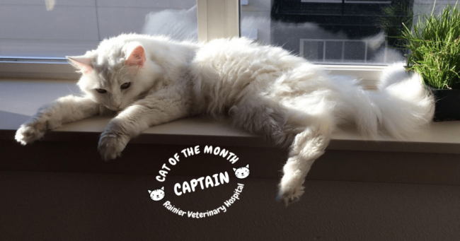 Rainier Veterinary Hospital Cats of the Month, December 2018: Captain