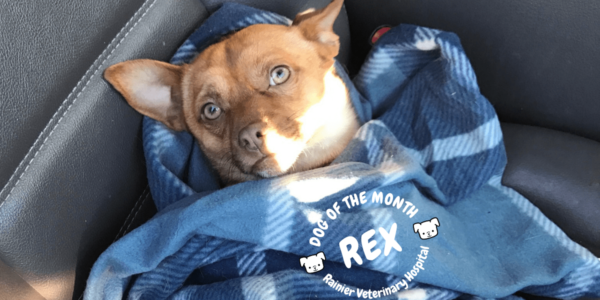 Rainier Veterinary Hospital Dog of the Month, December 2018: Rex