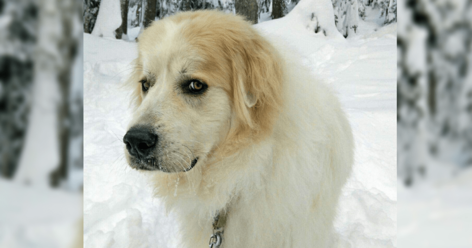 Bond: Beating the Odds, a Great Pyrnees treated for Osteosarcoma at Rainier Veterinary Hospital