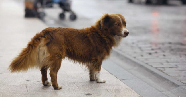 Rainier Veterinary Hospital Explains What to Do If You Find a Stray