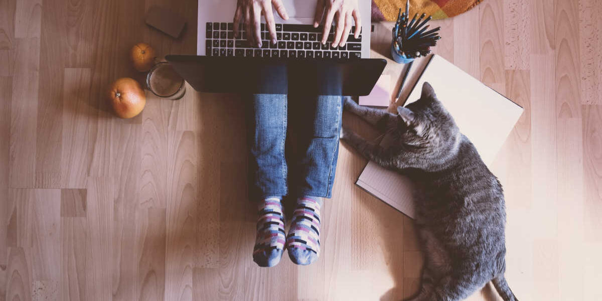 National Answer Your Cat's Questions Day