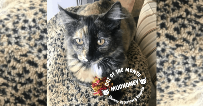 Rainier Veterinary Hospital Cats of the Month, February 2019: Mudhoney