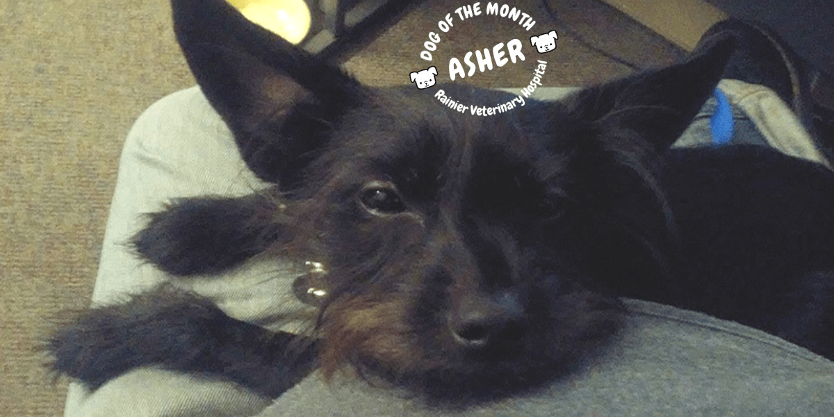 Rainier Veterinary Hospital Dog of the Month, February 2019: Asher