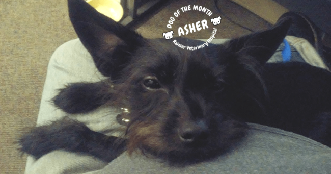 Rainier Veterinary Hospital Dog of the Month, February 2019: Asher