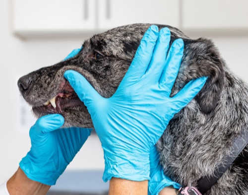 February Is Pet Dental Health Month at Rainier Veterinary Hospital in Seattle