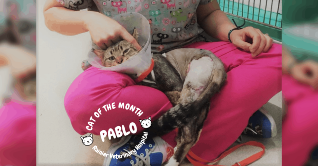 Rainier Veterinary Hospital Cat of the Month, April 2019: Pablo