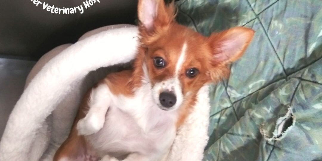 Rainier Veterinary Hospital Dog of the Month, May 2019: Lola