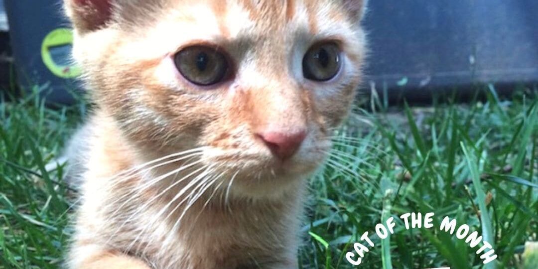 Rainier Veterinary Hospital Cat of the Month, May 2019: Zee