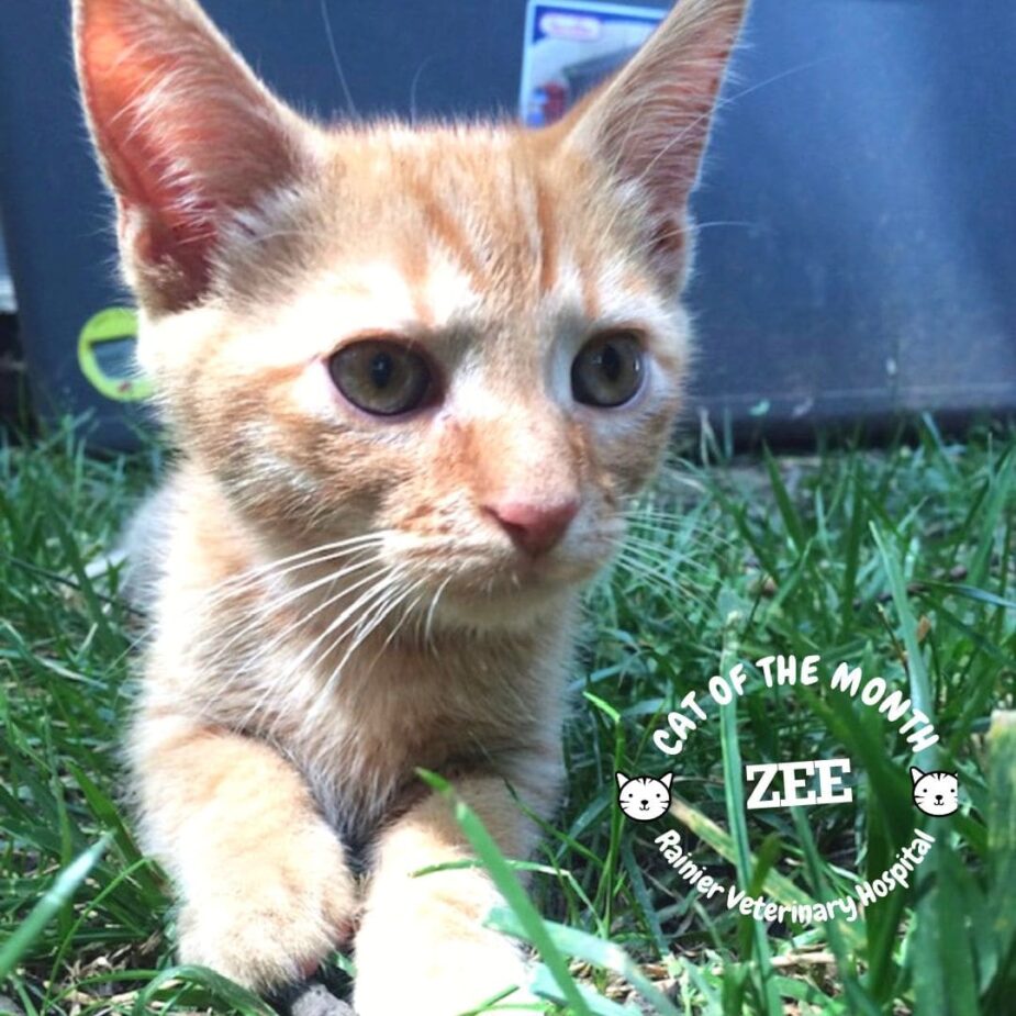 Rainier Veterinary Hospital Cat of the Month, May 2019: Zee