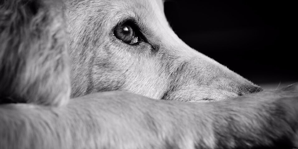 July 4th Pet Preparedness at Rainier Veterinary Hospital