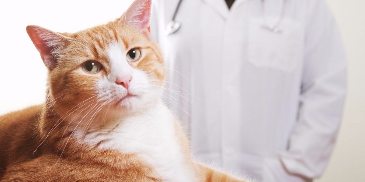 Rainier Veterinary Hospital Take Cat to Vet Day 2019