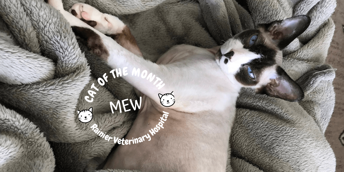 Rainier Veterinary Hospital Cat of the Month, August 2019: Mew
