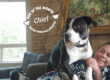 Rainier Veterinary Hospital Dog of the Month, August 2019: Chief
