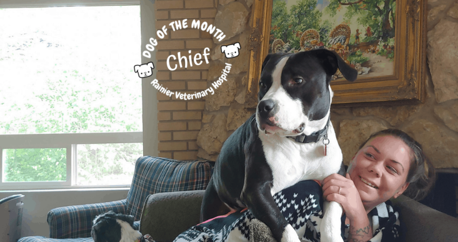 Rainier Veterinary Hospital Dog of the Month, August 2019: Chief
