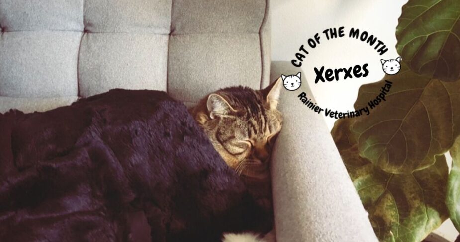 Rainier Veterinary Hospital Cat of the Month, September 2019: Xerxes