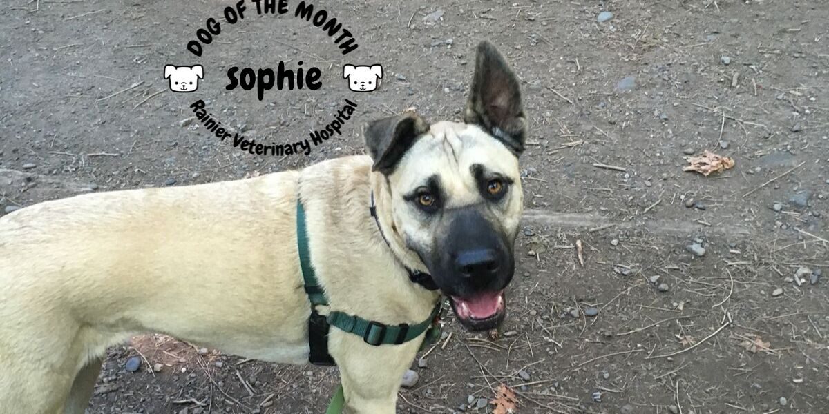 Rainier Veterinary Hospital Dog of the Month, September 2019: Sophie