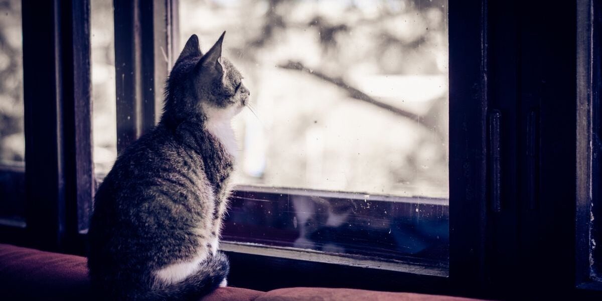 Rainier Veterinary Hospital Lost Cats