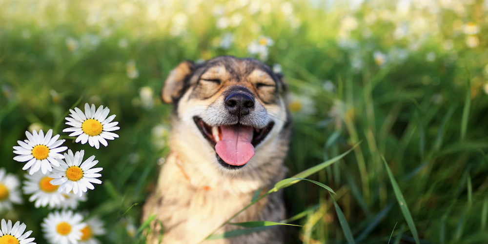 Parasite Preventative