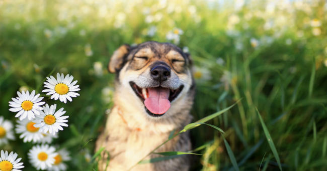 Parasite Preventative