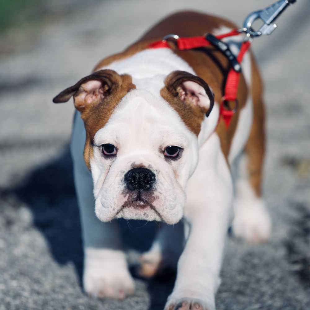 Michele, Client Care Coordinator at Rainier Veterinary Hospital