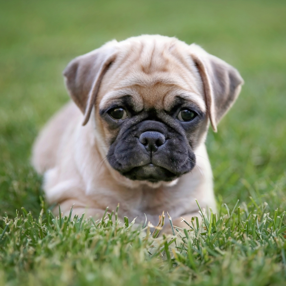 More about Arthur, Veterinary Assistant at Rainier Veterinary Hospital