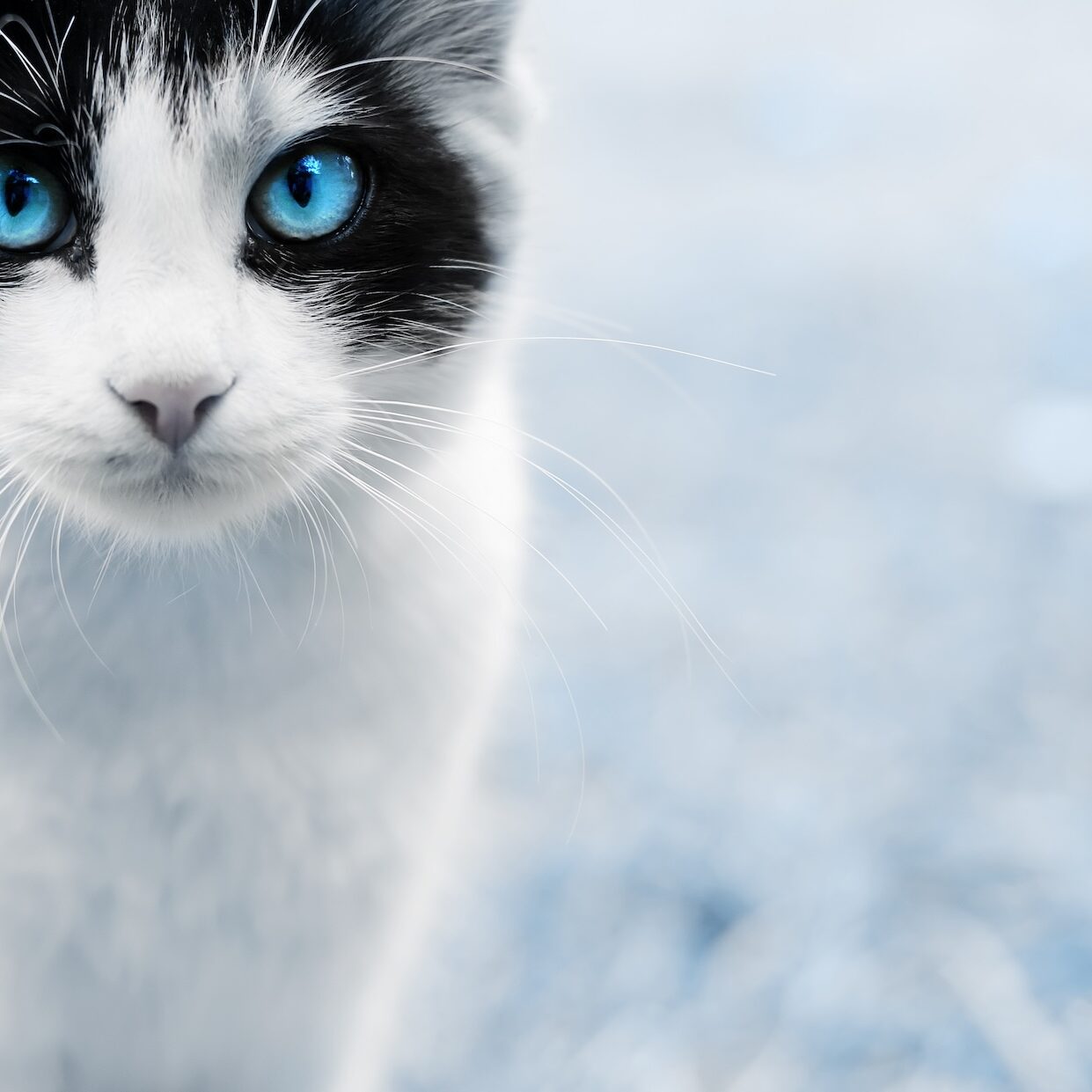 key, veterinary assistant