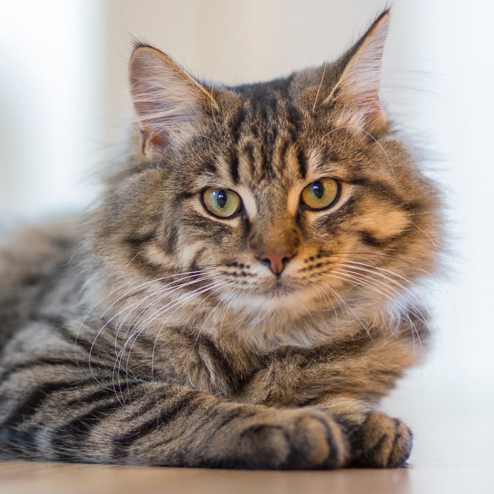 Abby, Veterinary Assistant, Rainier Veterinary Hospital