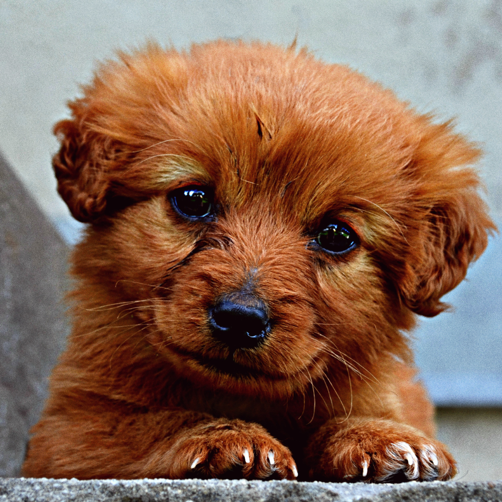 Kenzie, Veterinary Assistant
