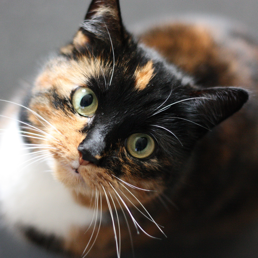 Ashley, Veterinary Assistant at Rainier Veterinary Hospital in Seattle