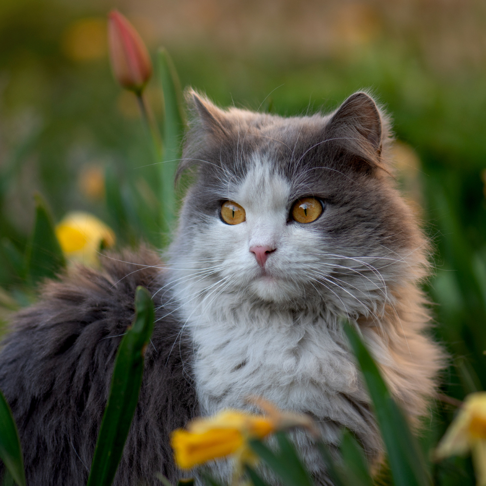 Kathleen, Licensed Veterinary Technician