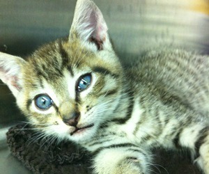 Kitten Wellness at Rainier Veterinary Hospital Seattle