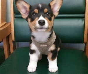 Puppy Wellness at Rainier Veterinary Hospital Seattle