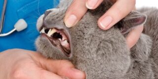 Rainier Veterinary Hospital: Why pet dental care is so important