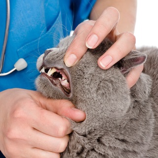 Rainier Veterinary Hospital: Why pet dental care is so important