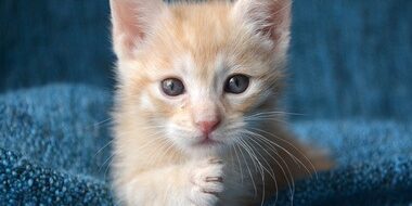 New Kitten 101 from Rainier Veterinary Hospital in Seattle