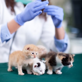 Kitten Vaccines at Rainier Veterinary Hospital in Seattle