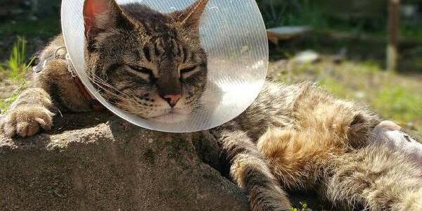 Rainier Veterinary Hospital Cat of the Month: June 2016 - George Michael