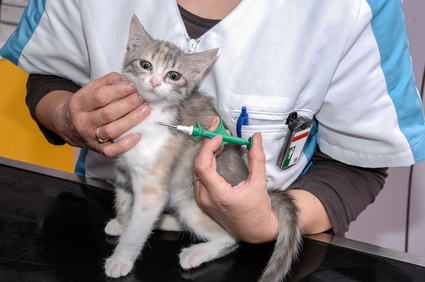 Pet Vaccination Questions Answered at Rainier Veterinary Hospital