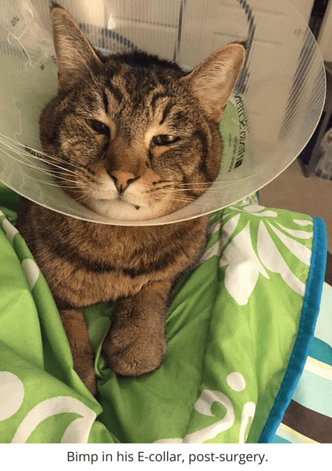 cat not eating after sedation
