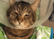 Feline Abdominal Surgery Case Study at Rainier Veterinary Hosptial