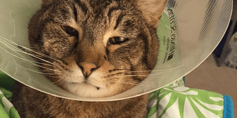 Feline Abdominal Surgery Case Study at Rainier Veterinary Hosptial