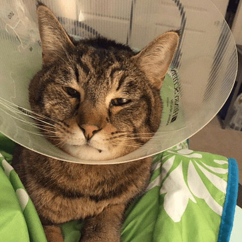 Feline Abdominal Surgery Case Study at Rainier Veterinary Hosptial